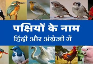 Indian Birds name in hindi and english with pictures – पक्षियों के नाम (List of Birds)