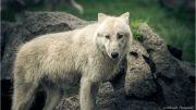 Arctic wolf a wild animal