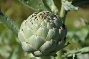 artichoke | all vegetable's name
