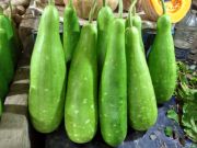 bottle gourd | all vegetable's name