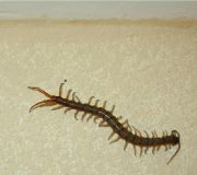 Centipede