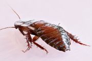 Cockroach