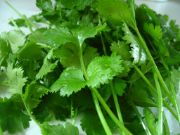 Coriander Leaf | all vegetable's name