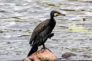 Cormorant a sea animal