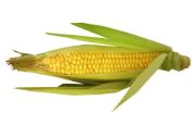 corn | all vegetable's name
