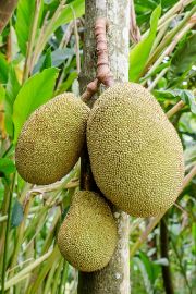 Jackfruit | Vegetable name in English-Hindi 