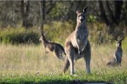 Kangaroo animal