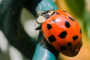 Ladybird