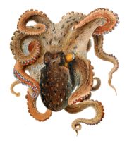 Octopus animal