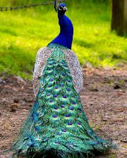 Peacock animals