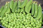 Peas | Vegetable name in English-Hindi 