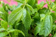 Peppermint | Vegetable name in English-Hindi 