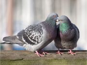 Pigeon animal name