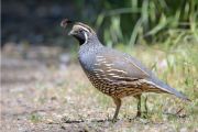 Quail