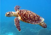 Sea turtle animal in sea