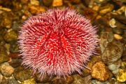 Sea urchin a sea animal
