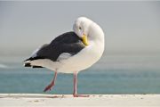 Seagull a sea animal