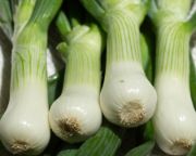 Spring Onion | Vegetable name in English-Hindi 