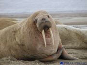 Walrus a sea animal