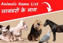 Wild and Domestic Animals name in hindi and english- जानवरों के नाम हिंदी में