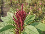 amaranth leaves | vegetable name