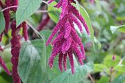 amaranth | all vegetable's name