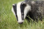 badger a wild animal