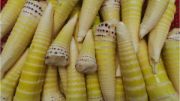 bamboo shoots | vegetable name