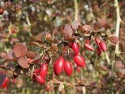 barberry