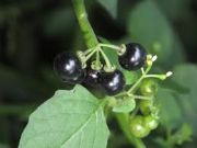 black nightshade