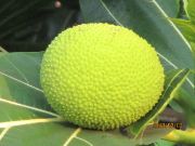 bread fruit