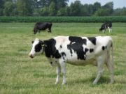 cow a domestic animal