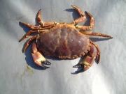 crab a sea animal