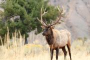 elk wild animal