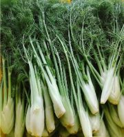 fennel | vegetable name