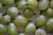 gooseberry