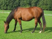 horse a domestic animal