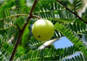 indian goseberry | vegetable name