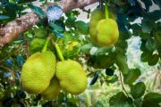 jackfruit