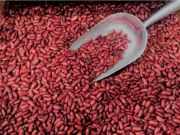 kidney beans | vegetable name