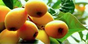 loquat 