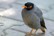 mynah bird