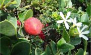 natal plum | vegetable name