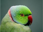 parrot