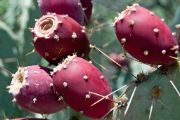 prickly pear