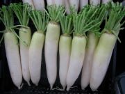 radish | Vegetable name in English-Hindi 