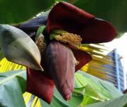 raw banana flower | vegetable name