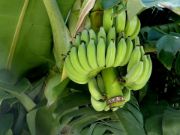 raw banana | vegetable name