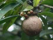 sapota fruit