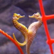 seahorse a animal